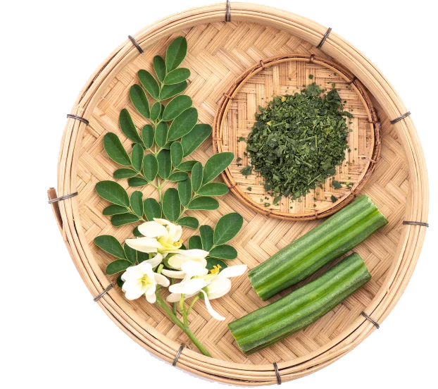 moringa-green-leaves-flowers-powder-fruits